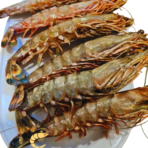 Langostino Tigre Jumbo Gigante XXL fresco, presentado en plato blanco, listo para cocinar. imagen con el logo de Almar y el lema 'Sabor salvaje, alma atlántica' en la parte inferior.