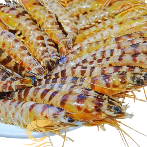 Langostinos tigre frescos dispuestos en un plato blanco, con su característico patrón de rayas marrones y naranjas. Imagen con el logo de Almar y el lema 'Sabor salvaje, alma atlántica' en la parte inferior.